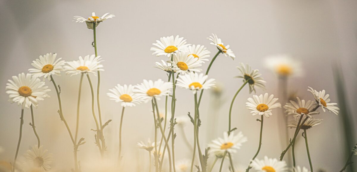 Kita Gänseblümchen