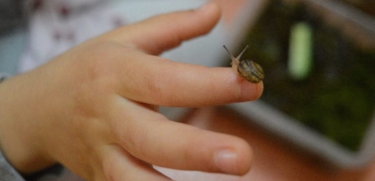 Schneckenbabys in der Kita - Winzige Schnecke auf der Hand eines Kindes