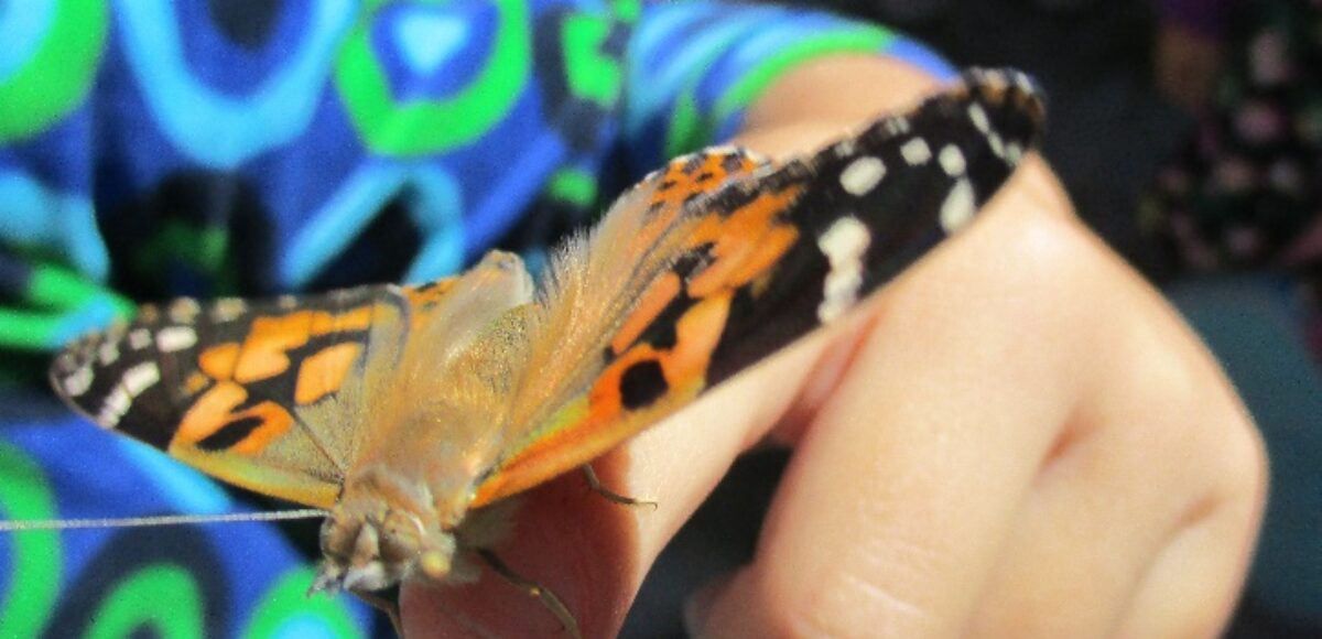 Schmetterling auf Hand von Kita-Kind
