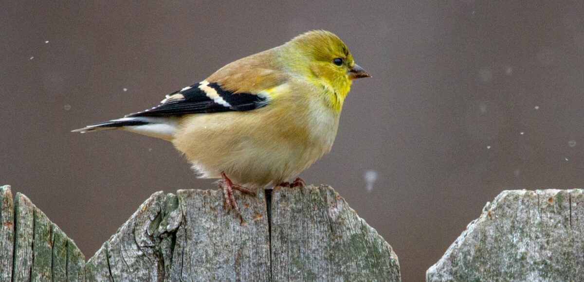 Singvogel auf Zaun